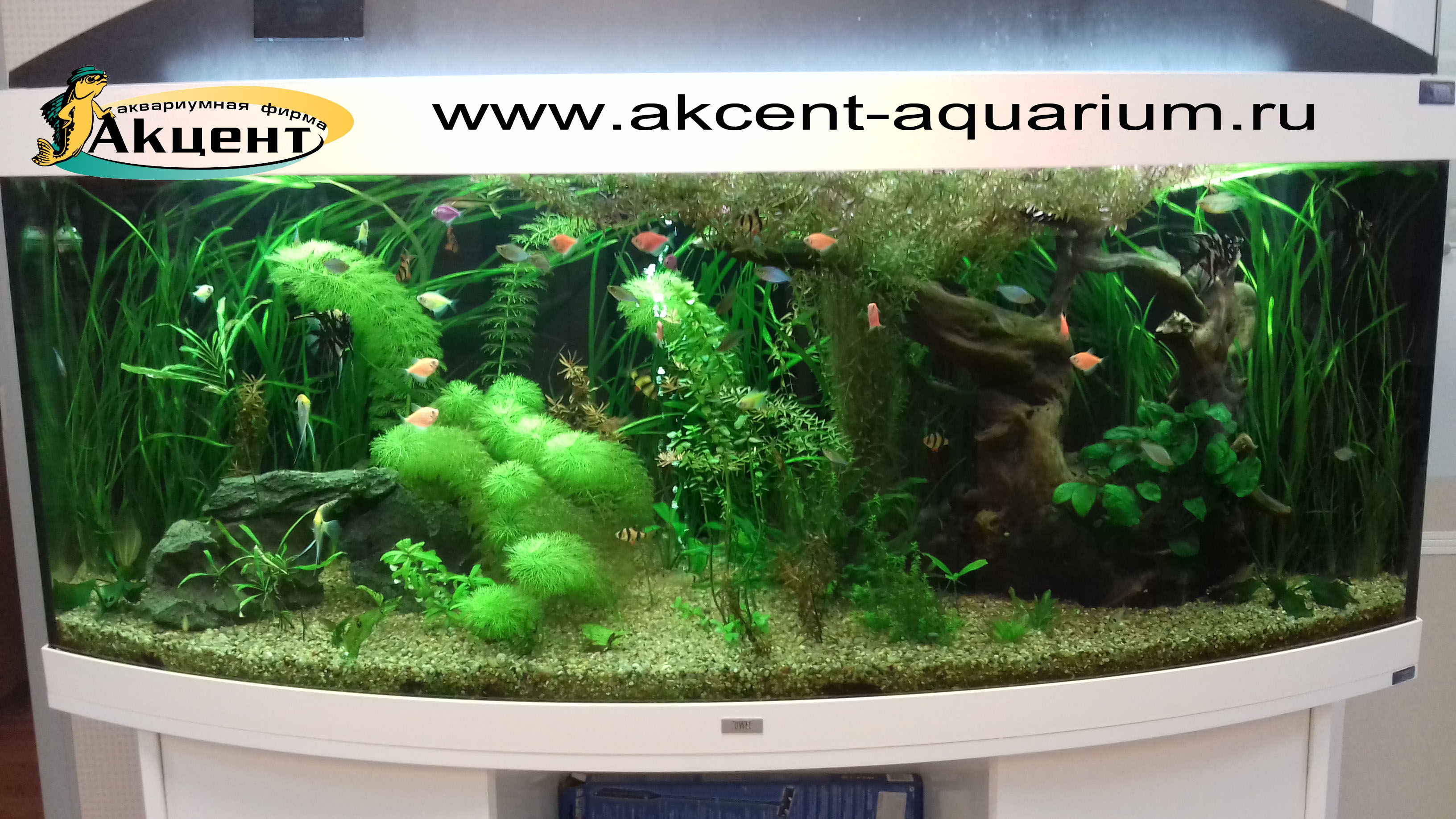 Акцент-аквариум,аквариум акриловый 450 литров с гнутым передним стеклом, живые растения, коряга